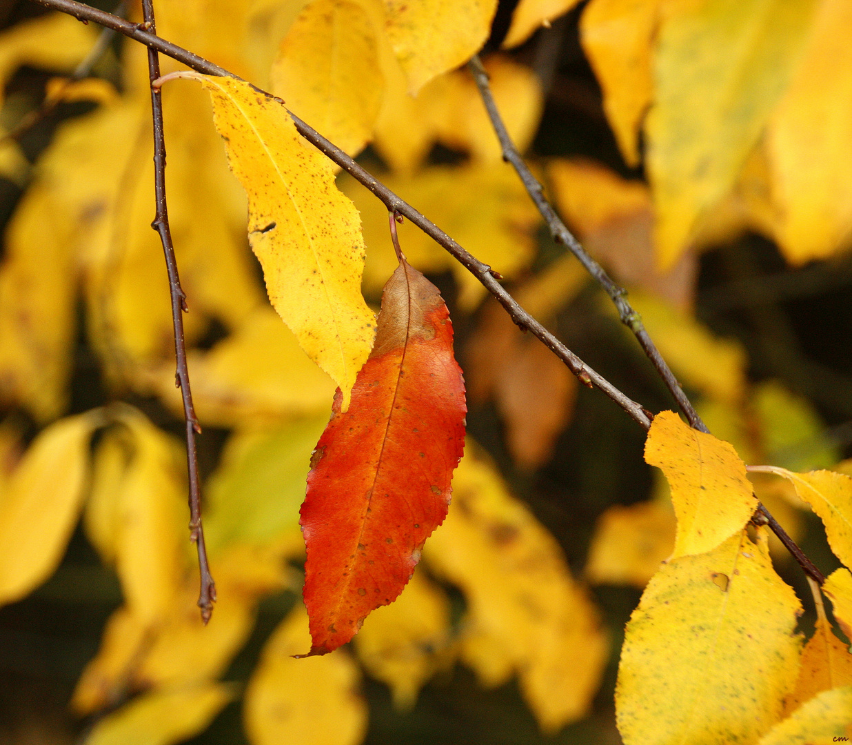 Herbstfarben