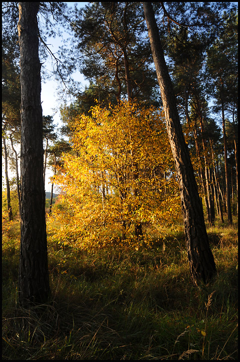 herbstfarben 5