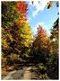 - Herbstfarben 5 - von Wolfgang Zerbst - Naturfoto