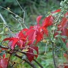 Herbstfarben - 5 -