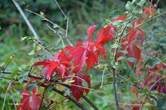 Herbstfarben - 5 -