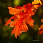 Herbstfarben 5