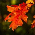 Herbstfarben 5