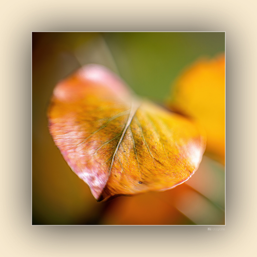 Herbstfarben 5