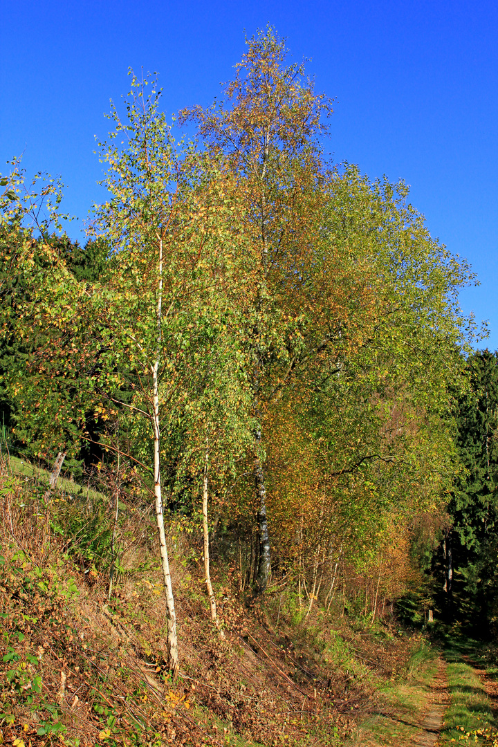 Herbstfarben 5 (aufgenommen bei Hilchenbach-Oberndorf)