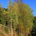 Herbstfarben 5 (aufgenommen bei Hilchenbach-Oberndorf)