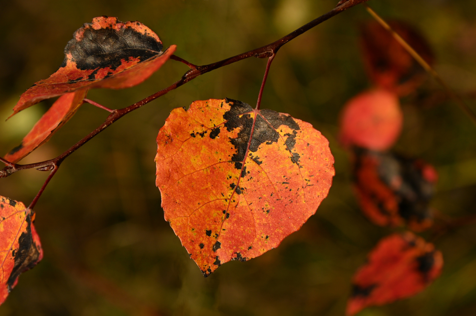 Herbstfarben