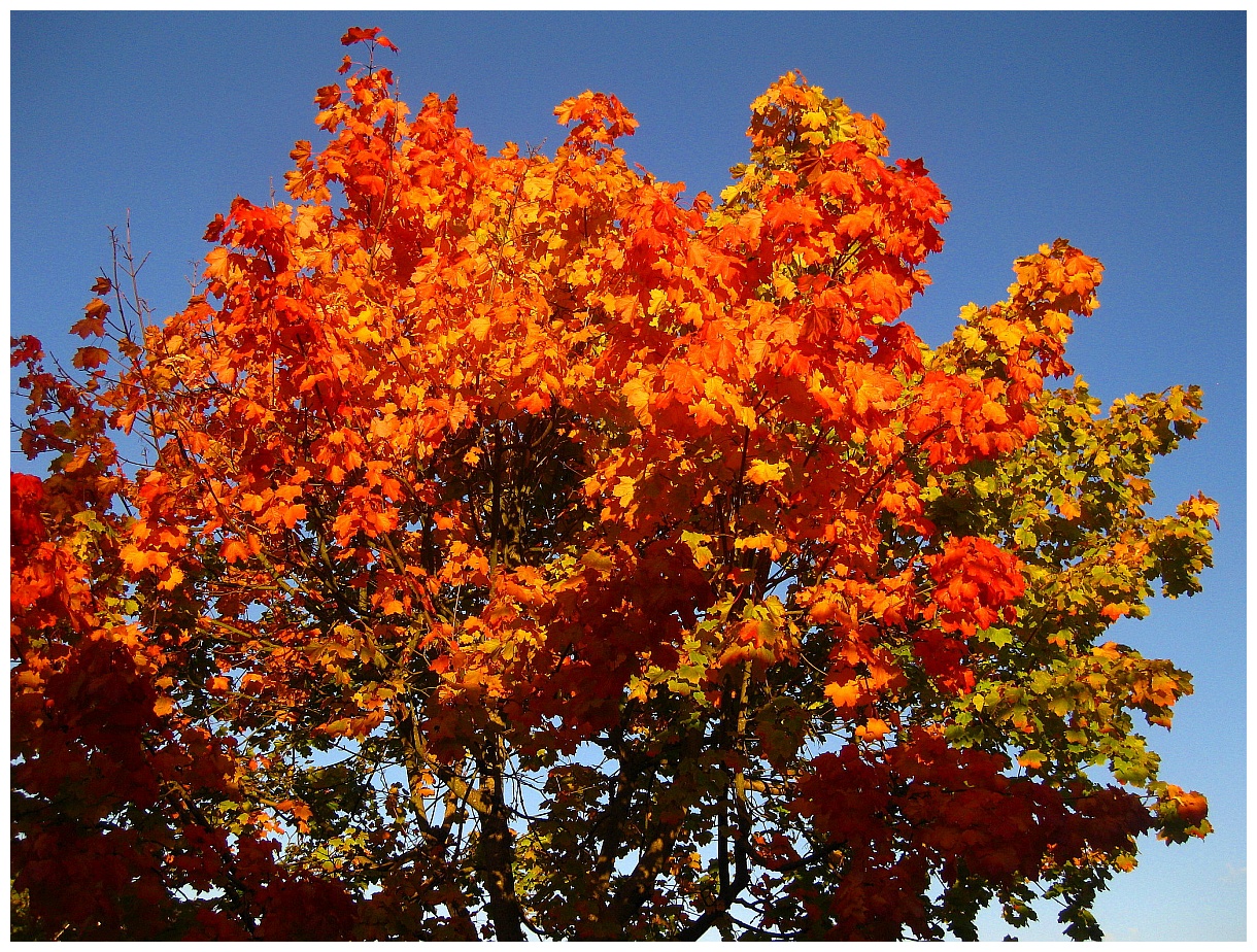 Herbstfarben