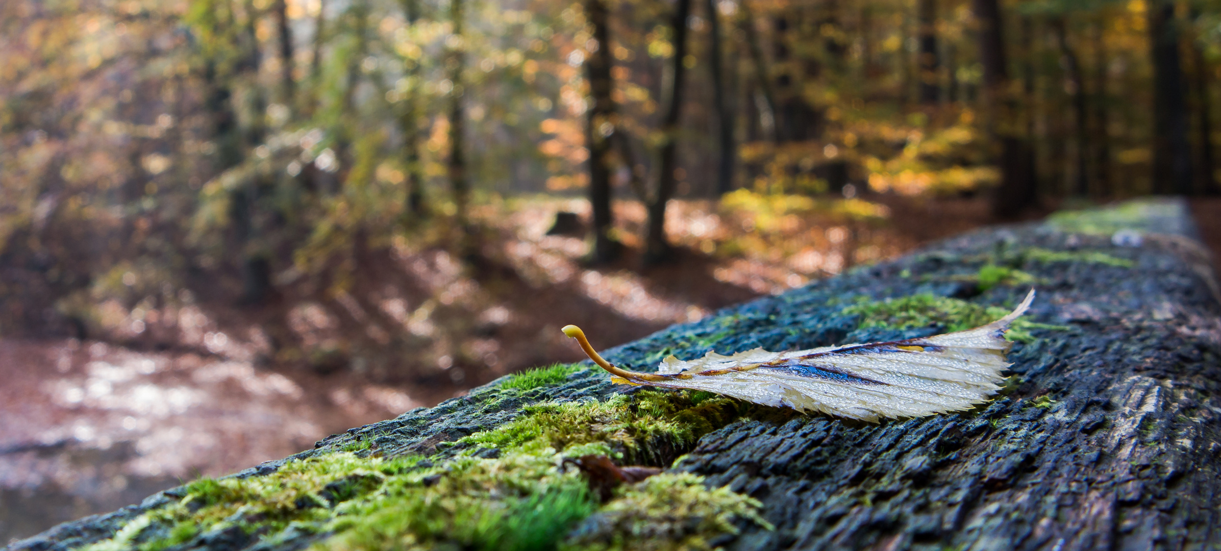 Herbstfarben