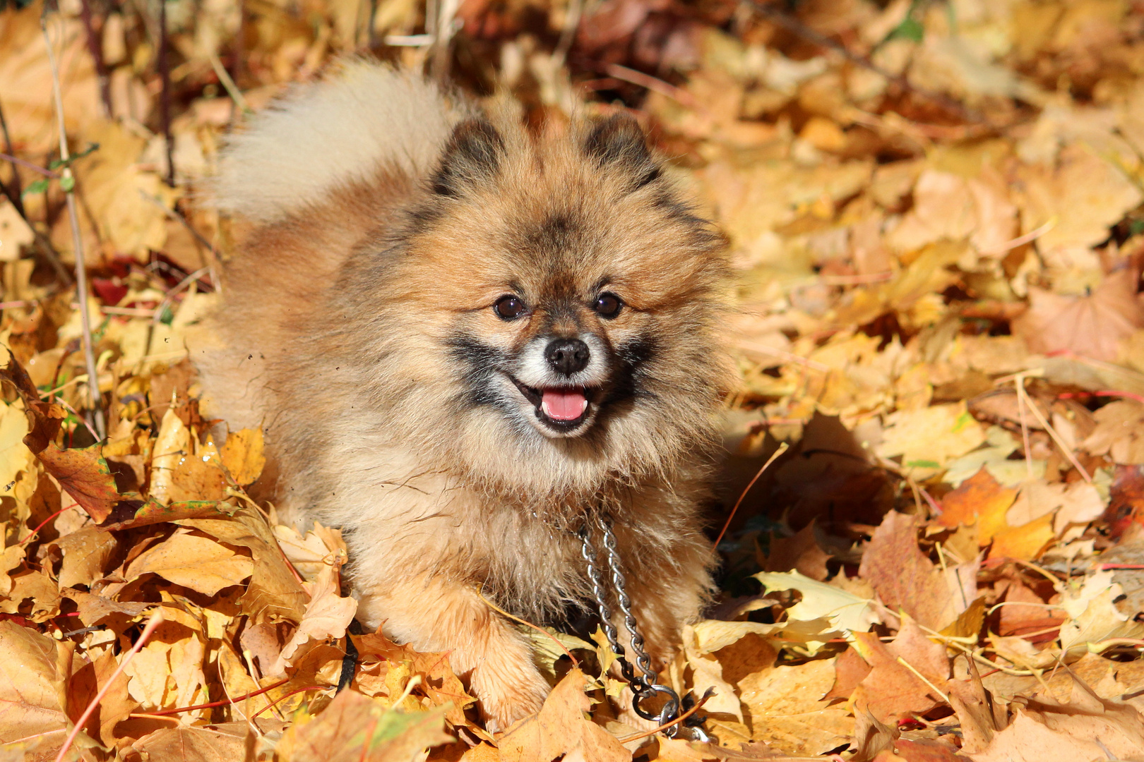 Herbstfarben