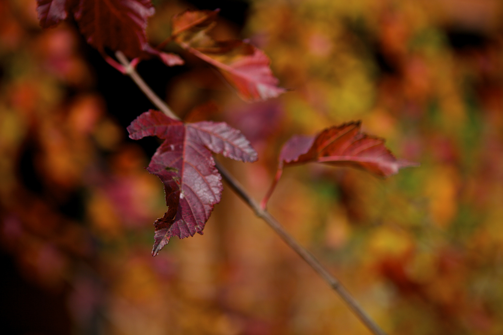 Herbstfarben