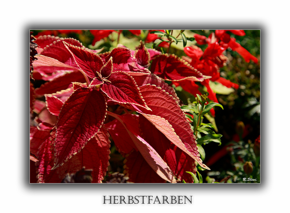 Herbstfarben