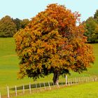 Herbstfarben