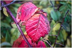 Herbstfarben