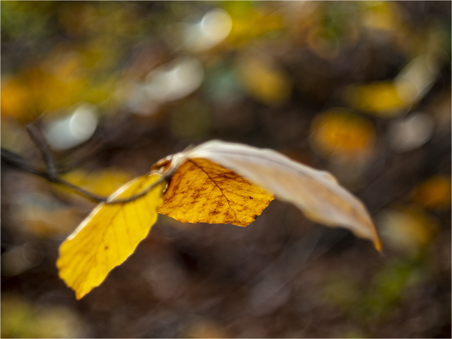 Herbstfarben