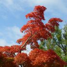 herbstfarben