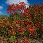 ---  Herbstfarben ---