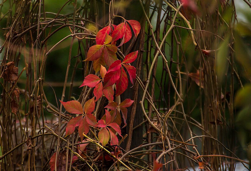 Herbstfarben