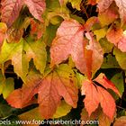 Herbstfarben