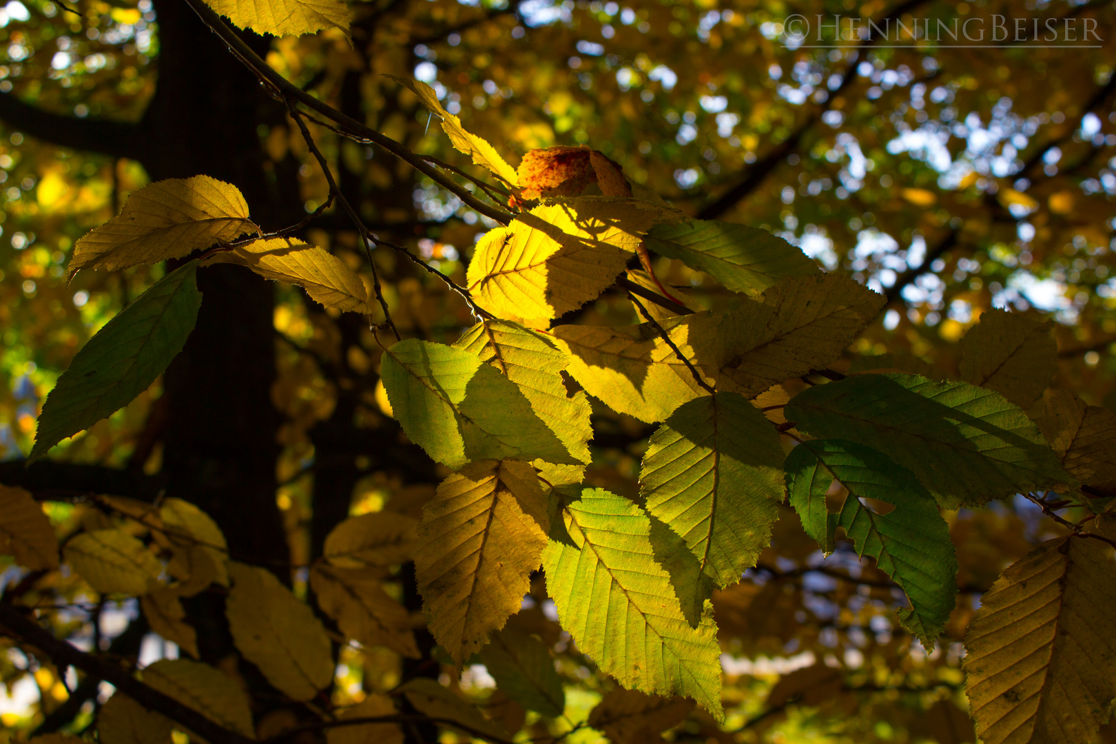 Herbstfarben