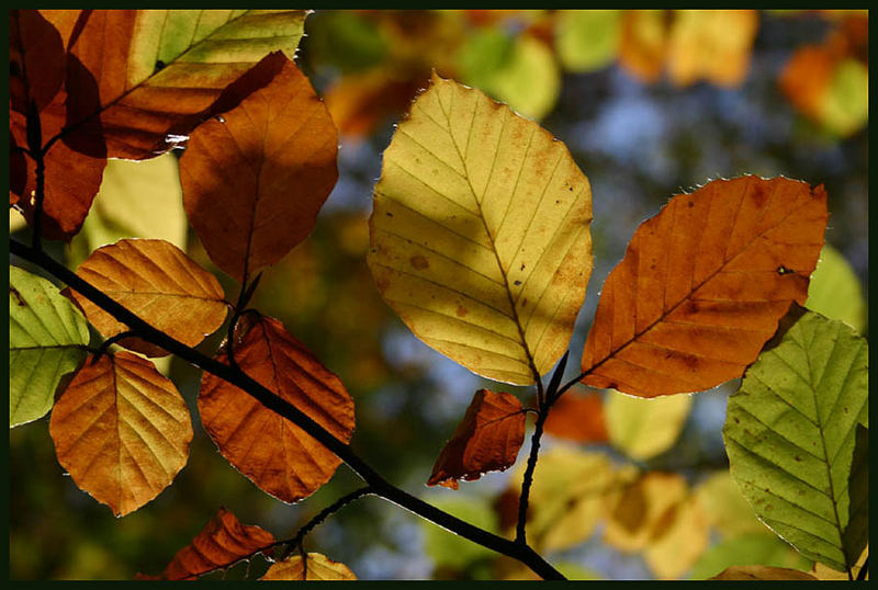 Herbstfarben