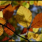 Herbstfarben