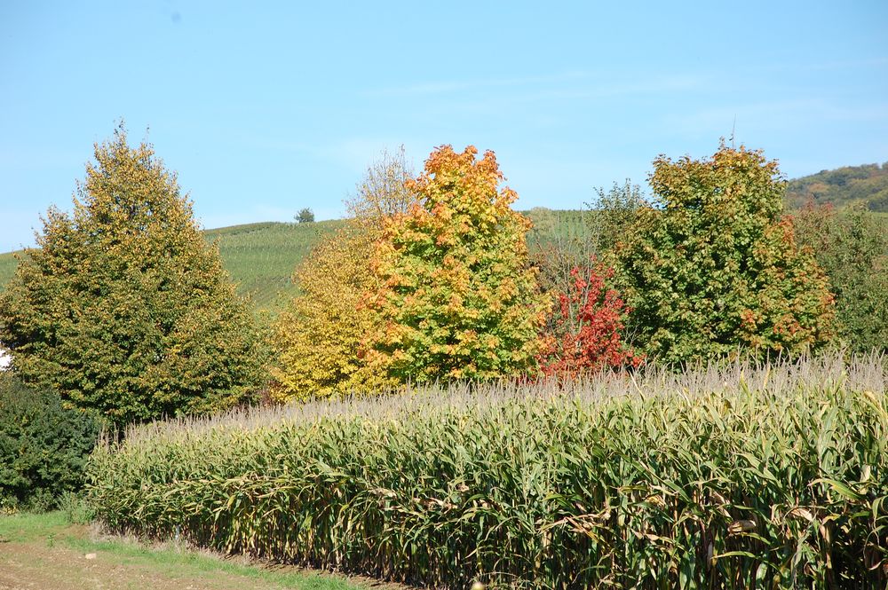 Herbstfarben