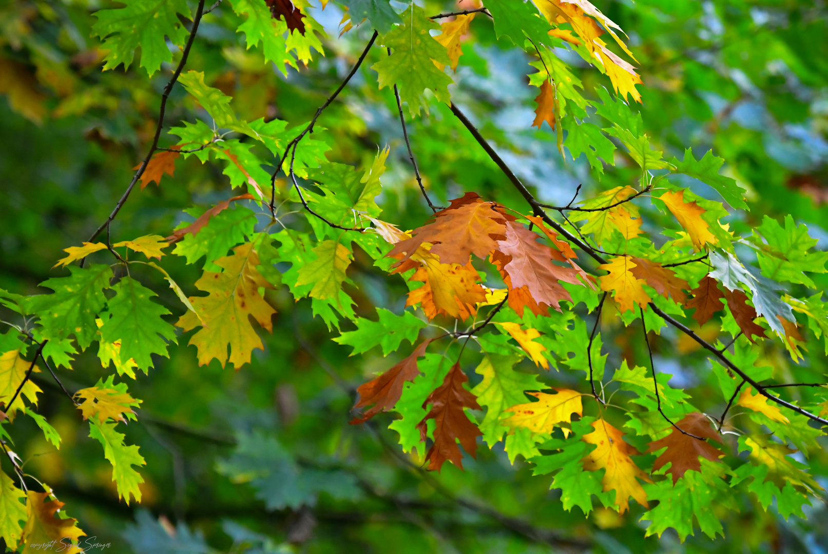 Herbstfarben