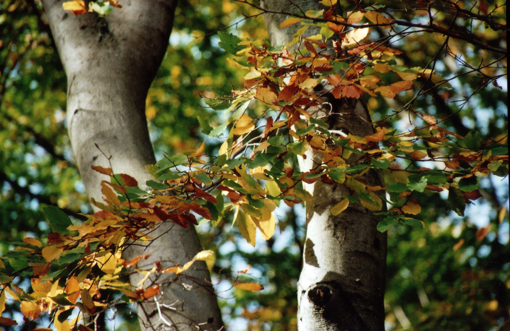 Herbstfarben