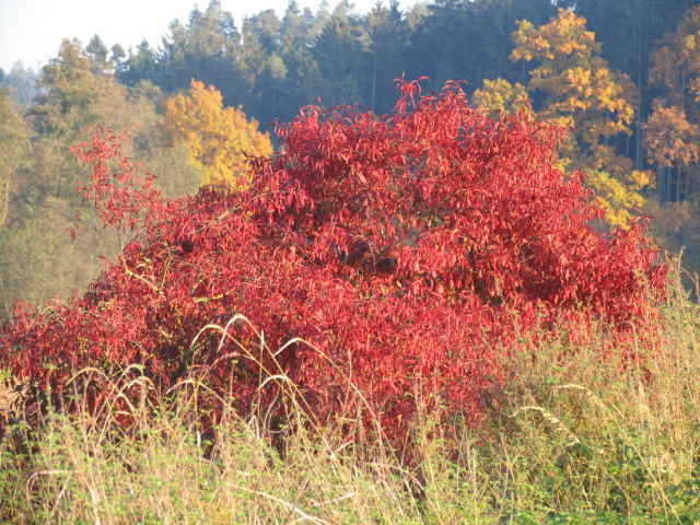 Herbstfarben