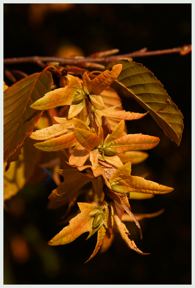 Herbstfarben