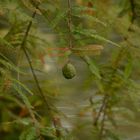 Herbstfarben