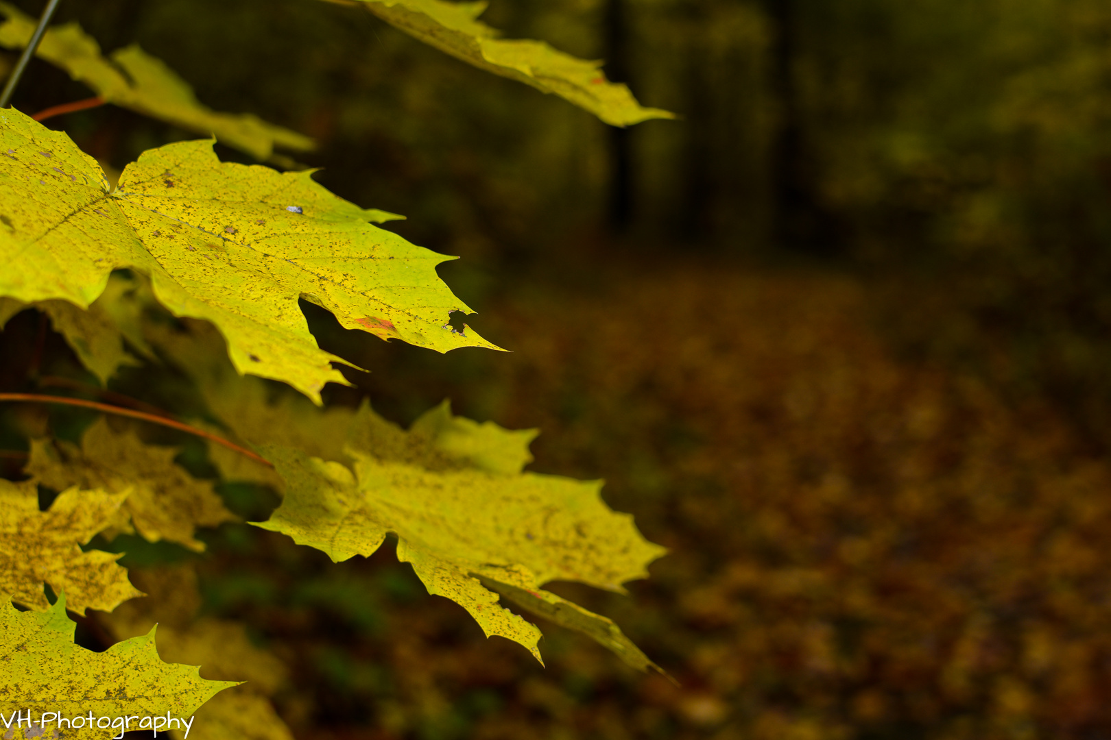 Herbstfarben