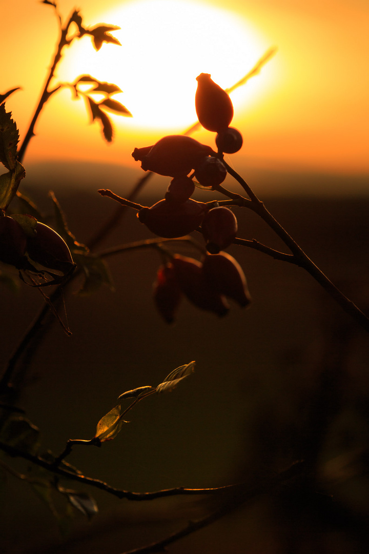 Herbstfarben