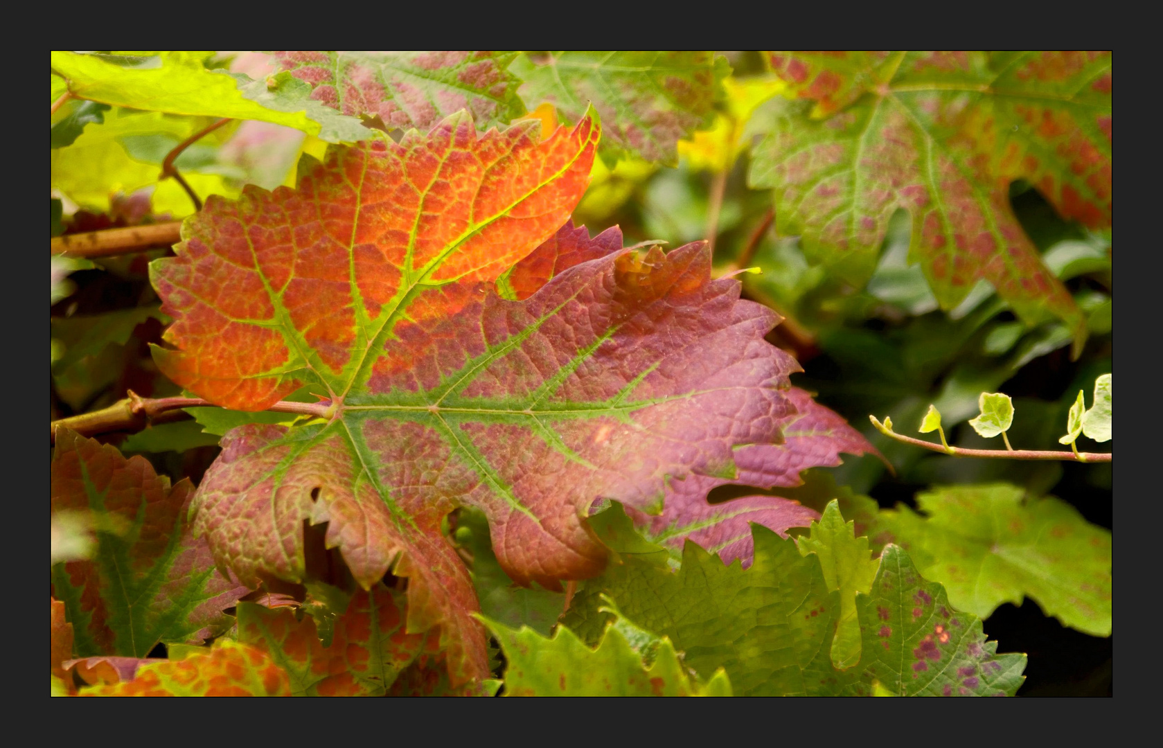 > herbstfarben 