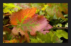 > herbstfarben <