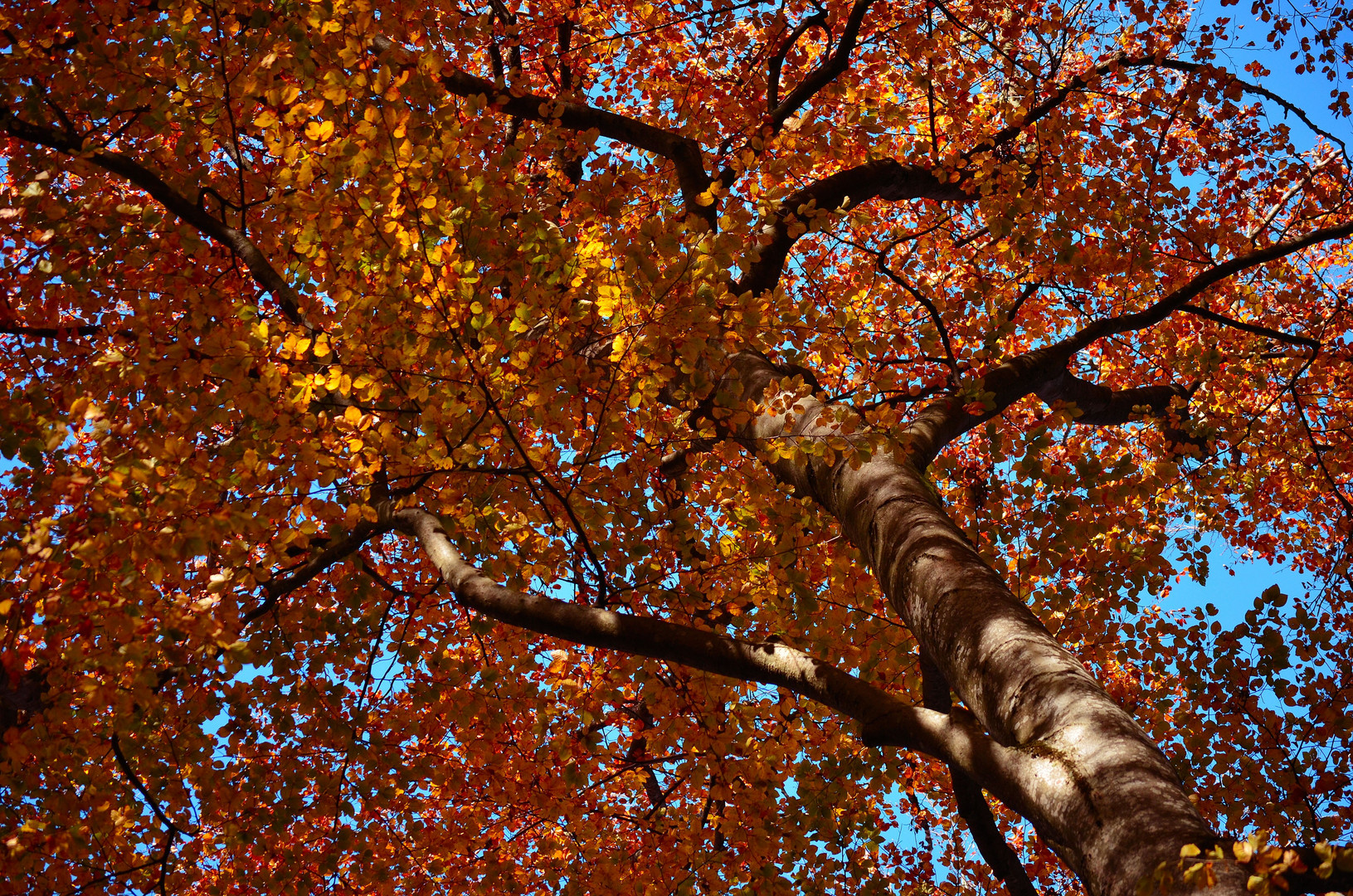 Herbstfarben