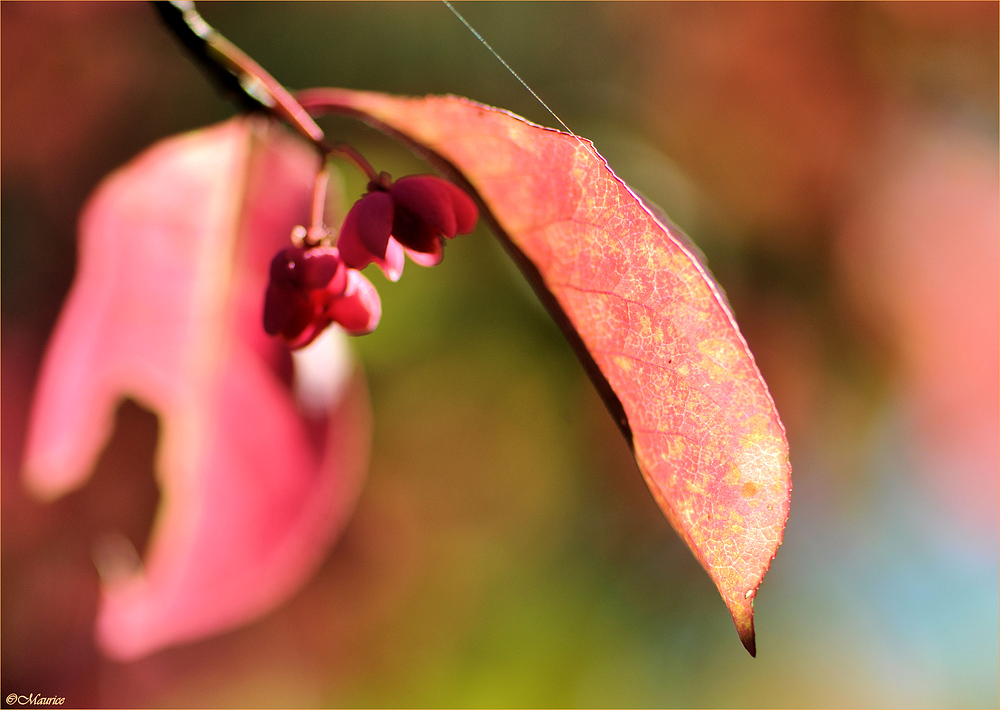 Herbstfarben