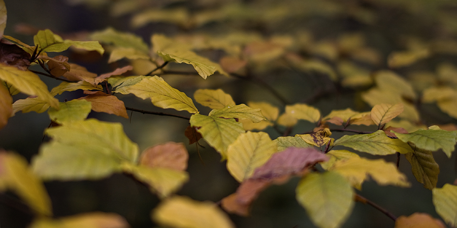 Herbstfarben