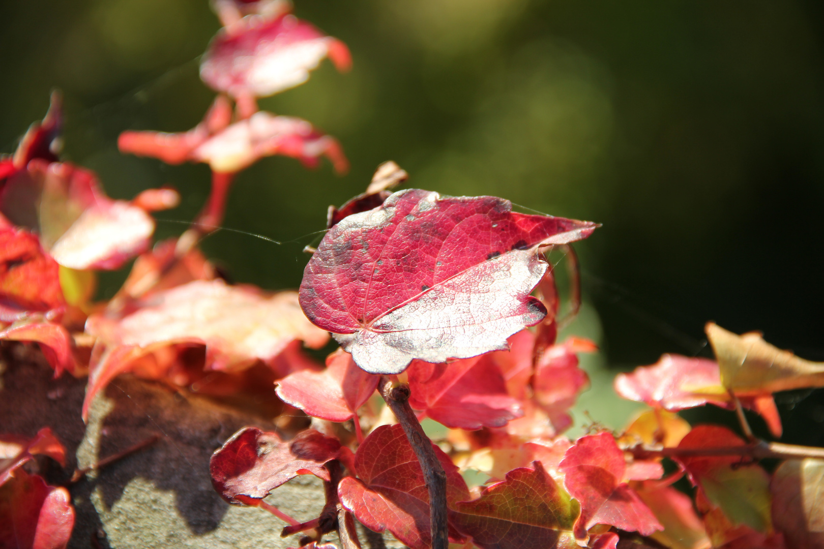 Herbstfarben