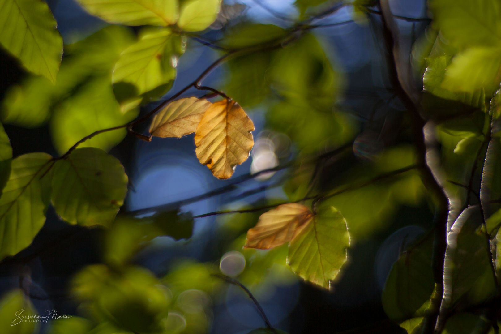 Herbstfarben