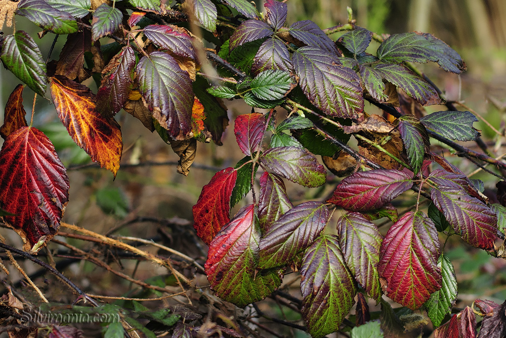 Herbstfarben