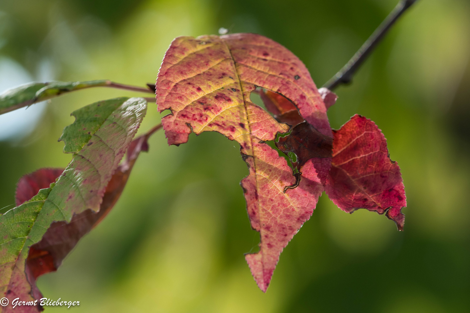 Herbstfarben