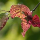 Herbstfarben