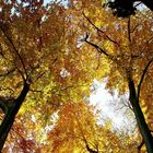 Herbstfarben 6