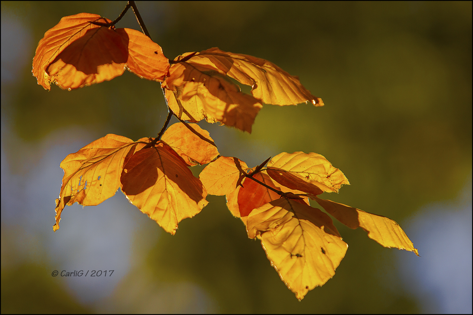 Herbstfarben 6