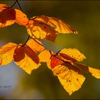 Herbstfarben 6