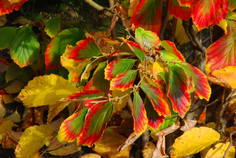 Herbstfarben