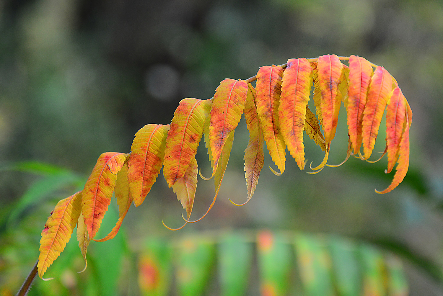 Herbstfarben