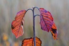 Herbstfarben